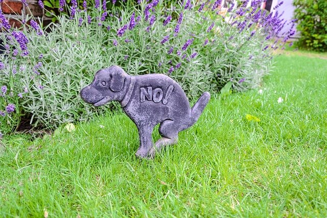 stone dog