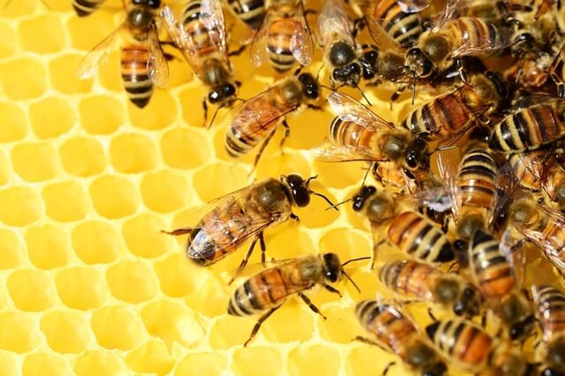 bees and honey