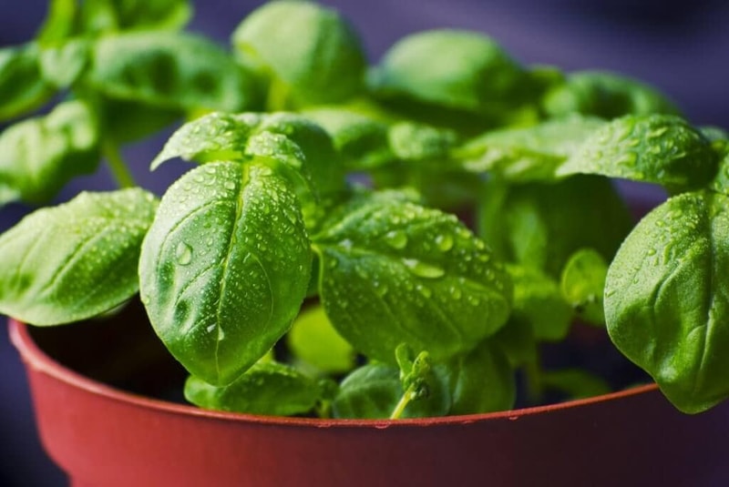 organic herbs